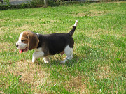 Cute Beagle puppies. from Harrisburg