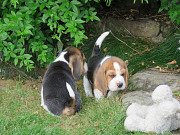 Cute Beagle puppies. from Harrisburg