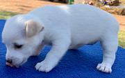 Mini tan/Lemon fox terriers for sale. Sacramento