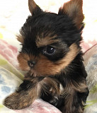 Teacup Yorkie puppies for sale New York City