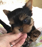Teacup Yorkie puppies for sale New York City