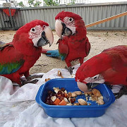 Beautiful Parrots for adoption from London