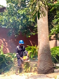 Foly hulticultural and tree maintenance services Ikeja