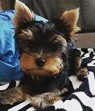 Pure Breed Yorkie Puppies Available from New York City