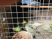 Love birds for sale Sathyamangalam
