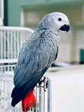 African grey parrots available New York City