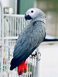 African grey parrots available New York City