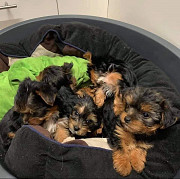 I got cute Yorkie puppies for rehoming from Miami