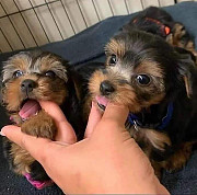 I got cute Yorkie puppies for rehoming from Miami