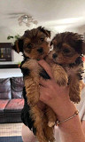 We still have both males and females presently available. from Los Angeles