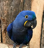 Macaw parrot San Francisco