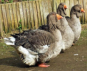 Geese available from Oyo