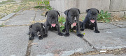French Bulldog puppies for sale in scranton PA Harrisburg