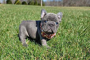 French Bulldog puppies for sale in scranton PA Harrisburg