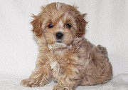 Adorable Toy Maltipoo Puppies for homes. from Sacramento