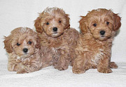 Adorable Toy Maltipoo Puppies for homes. from Sacramento