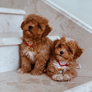 Affectionate Maltipoo Puppies. from Denver