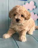 Playful maltipoo puppies For New Homes from Concord
