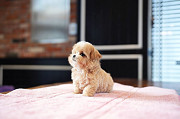 Maltipoo Puppies for Adoption from Augusta