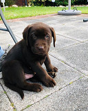 Labrador Puppies For Sale Melbourne