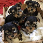 Pve yorkie pups looking for a new home just send a message from Columbus