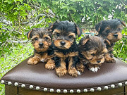 Pve yorkie pups looking for a new home just send a message from Columbus