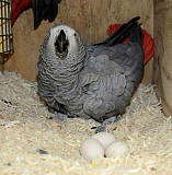 African Grey parrot and parrot eegs for sale from Houston