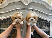 Maltipoo Puppies For Sale from Perth