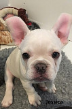 FRENCH BULLDOG PUPPIES READY FOR ADOPTION from Phoenix