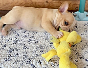 FRENCH BULLDOG PUPPIES READY FOR ADOPTION from Phoenix