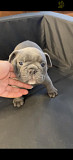 AMERICAN BULLY PUPPY FOR SALE from Phoenix