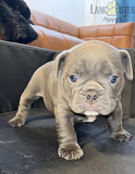 AMERICAN BULLY PUPPY FOR SALE from Phoenix