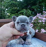 Rich French Bulldog Puppies Available from Albuquerque
