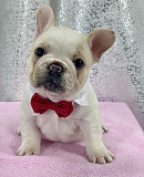 Rich French Bulldog Puppies Available from Albuquerque