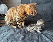 Happy and affectionate British Bengal Kittens for sale from Miami