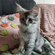 2 female Maine Coon Kitten ready from Dallas