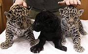 Gorgeous Jaguar Cubs For Sale Whatsaap:+306995209818 from Fredericton