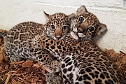 Gorgeous Jaguar Cubs For Sale Whatsaap:+306995209818 from Fredericton