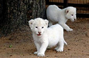 ADORABLE WHITE LION CUBS FOR SALE WHATSAAP:+306995209818 from Chelmsford