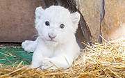 ADORABLE WHITE LION CUBS FOR SALE WHATSAAP:+306995209818 from Chelmsford