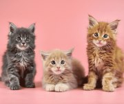 12 weeks old Maine Coon Kittens from Tampa