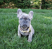 HAPPY4 FRENCH BULLDOG PUPPIES READY FOR ADOPTION from Huntington