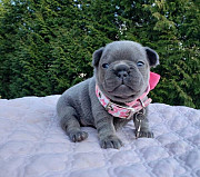 ACTIVE MALES AND FEMALES FRENCH BULLDOG PUPPIES READY FOR ADOPTION from Portland
