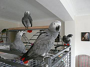 Tame Talking African Grey Parrots Augusta