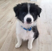 Adorable border collie puppies from Brisbane