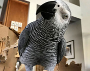 AFRICAN GREY PARROTS AND EGGS.. from Phoenixville
