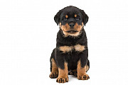 I sell all types of dog breed from small breeds to gaurd dogs Trenton