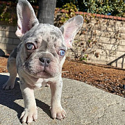 L4 French Bulldog Puppies For Sale San Jose