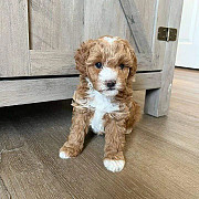 Outstanding red cavapoo puppies for sale San Jose