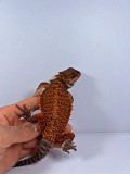 Red monster and hypo zeros Bearded dragons Allen Park